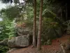 Neuntelstein - Las rocas y los árboles de la selva