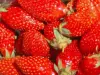 Nîmes strawberry - Gastronomy, holidays & weekends guide in the Gard