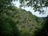 Noire (Black) mountain - Branches in foreground, trees and forest (Upper Languedoc Regional Nature Park)