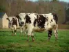 Normandy cow - Normandy cows in a meadow, a stone hut and forest (trees)