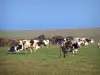 Normandy cow