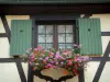 Obernai - Ventana decorada con flores (geranios) y la casa de entramado de madera