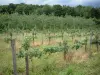 Outro país - Pomar e seus alinhamentos de macieiras (árvores frutíferas) com maçãs, árvores de uma floresta ao fundo