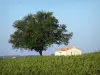 Paesaggi della Gironda - Bordeaux vigneti: capanna albero e circondato da vigneti