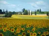 Paesaggi della Gironda - Campo di girasoli in fiore