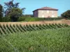 Paesaggi della Gironda - Vigneti di Bordeaux