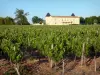 Paesaggi della Gironda - Bordeaux : Château Haut Barrail e vigneti, cantina Begadan nel Médoc