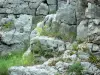 Païolive wood - Limestone rock and wildflowers