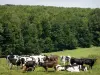 Paisagens do Eure - Rebanho de vacas em um pasto, à beira de uma floresta