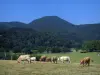 Paisajes de Alto Garona - Vacas en un prado, árboles y colinas de Comminges