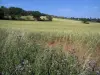 Paisajes de Alto Garona - Flores silvestres en el campo de trigo en primer plano, y los árboles, en Lauragais
