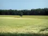 Paisajes de Alto Garona - Árbol en un campo de trigo, en Lauragais