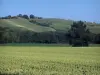 Paisajes de Alto Garona - Los campos y los árboles