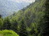 Paisajes de Alto Garona - Forestal (árboles), en los Pirineos