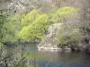 Paisajes de Alto Loira - Gargantas de Alagnon: el río Alagnon bordeado de árboles