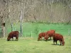 Paisajes de Alto Loira - Vacas en un prado rodeado de árboles.