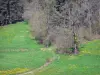 Paisajes de Alto Loira - Parque Natural Regional de Livradois-Forez: prado florido bordeado de árboles
