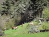 Paisajes de Alto Loira - Vacas en un prado rodeado de árboles.