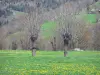 Paisajes de Alto Loira - Árboles en un prado florido