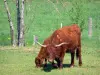 Paisajes de Alto Loira - Vacas en un prado