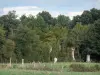 Paisajes de Anjou - Vaca en un prado y árboles