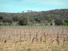 Paisajes de Aude - Viñedos de Corbières