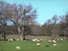 Paisajes de Aude - Rebaño de ovejas en un prado rodeado de árboles