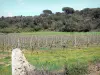 Paisajes de Aude - Viñedos de las Corbières