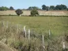 Paisajes del Borbonés - Cercas, vegetación, pacas de heno en un campo y los árboles