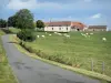 Paisajes de Borgoña - Charolais vacas en un pastizal y de la granja a lo largo de un camino rural