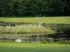 Paisajes de Borgoña - Estanque rodeado de zonas verdes