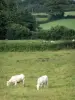 Paisajes de Borgoña - Charolais vacas en un prado
