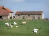 Paisajes de Borgoña - Charolais vacas en un prado en el borde de una granja