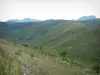 Paisajes de la Córcega interior - Flores silvestres, cerros nevados y montañas () en el fondo