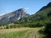 Paisajes de Drôme - Parque Natural Regional de Vercors: campo bordeado de árboles al pie de las montañas