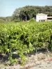 Paisajes de Drôme - Casa al borde de un viñedo