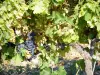 Paisajes de Drôme - Racimos de uvas de una vid