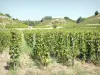 Paisajes de Drôme - Vides del viñedo Hermitage