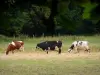 Paisajes de Essonne - Vacas en un prado en el Parque Natural Regional de Gâtinais franceses