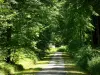 Paisajes de Eure - Bosque de Lyon: camino del bosque con árboles