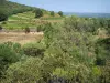 Paisajes de Gard - Los árboles y los viñedos de Côtes du Rhône