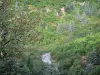 Paisajes de Gard - Hundido por carretera bordeada de árboles