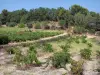 Paisajes de Gard - Cotes du Rhone viñedos y árboles