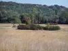 Paisajes de Gard - De campo y los árboles