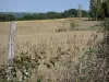 Paisajes de Gascuña - Zarzas en el borde de un campo