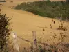 Paisajes de Gascuña - Los arbustos y vallas de un campo