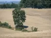 Paisajes de Gascuña - Árbol en el centro del campo