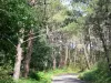 Paisajes de la Gironda - Una pequeña carretera a través del bosque usagère La Teste -de- Buch