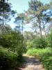 Paisajes de la Gironda - Camino a través del bosque usagère La Teste -de- Buch