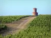 Paisajes de la Gironda - Recorrido por los viñedos de Burdeos